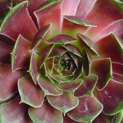 Sempervivum - Dachwurz - Hauswurz